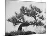 Japanese Pine Trees, Dwarfed and Shaped in Japanese Fashion, at Brooklyn Botanic Garden-Gordon Parks-Mounted Photographic Print