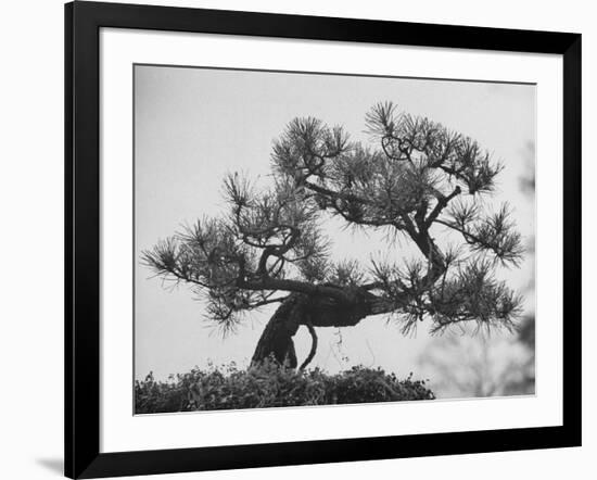 Japanese Pine Trees, Dwarfed and Shaped in Japanese Fashion, at Brooklyn Botanic Garden-Gordon Parks-Framed Photographic Print