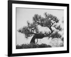 Japanese Pine Trees, Dwarfed and Shaped in Japanese Fashion, at Brooklyn Botanic Garden-Gordon Parks-Framed Photographic Print