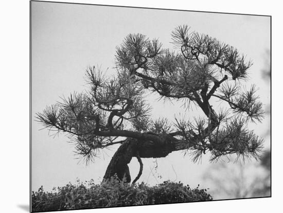 Japanese Pine Trees, Dwarfed and Shaped in Japanese Fashion, at Brooklyn Botanic Garden-Gordon Parks-Mounted Photographic Print