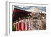 Japanese Plum Tree Blossom-George Oze-Framed Photographic Print