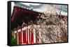 Japanese Plum Tree Blossom-George Oze-Framed Stretched Canvas