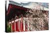 Japanese Plum Tree Blossom-George Oze-Stretched Canvas