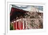 Japanese Plum Tree Blossom-George Oze-Framed Photographic Print