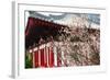 Japanese Plum Tree Blossom-George Oze-Framed Photographic Print