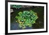 Japanese Pond-Fyletto-Framed Photographic Print