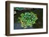 Japanese Pond-Fyletto-Framed Photographic Print