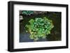 Japanese Pond-Fyletto-Framed Photographic Print