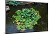 Japanese Pond-Fyletto-Mounted Photographic Print