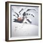 Japanese Print (Snow Bird)-null-Framed Giclee Print