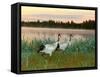 Japanese / Red-Crowned Crane Pair, Khingansky Zapovednik, Russia-Igor Shpilenok-Framed Stretched Canvas