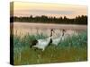 Japanese / Red-Crowned Crane Pair, Khingansky Zapovednik, Russia-Igor Shpilenok-Stretched Canvas