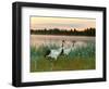 Japanese / Red-Crowned Crane Pair, Khingansky Zapovednik, Russia-Igor Shpilenok-Framed Premium Photographic Print