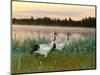 Japanese / Red-Crowned Crane Pair, Khingansky Zapovednik, Russia-Igor Shpilenok-Mounted Premium Photographic Print