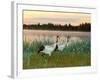 Japanese / Red-Crowned Crane Pair, Khingansky Zapovednik, Russia-Igor Shpilenok-Framed Photographic Print