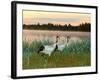 Japanese / Red-Crowned Crane Pair, Khingansky Zapovednik, Russia-Igor Shpilenok-Framed Photographic Print