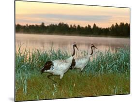 Japanese / Red-Crowned Crane Pair, Khingansky Zapovednik, Russia-Igor Shpilenok-Mounted Photographic Print