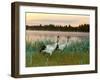 Japanese / Red-Crowned Crane Pair, Khingansky Zapovednik, Russia-Igor Shpilenok-Framed Photographic Print