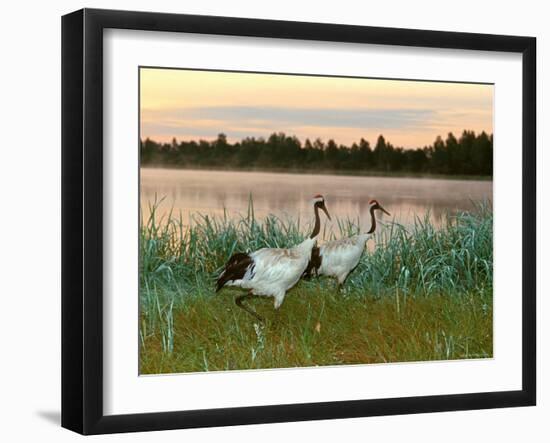 Japanese / Red-Crowned Crane Pair, Khingansky Zapovednik, Russia-Igor Shpilenok-Framed Photographic Print