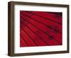 Japanese Red Umbrella, Japan-Rex Butcher-Framed Photographic Print