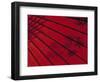 Japanese Red Umbrella, Japan-Rex Butcher-Framed Photographic Print