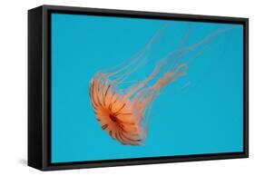 Japanese Sea Nettle-Hal Beral-Framed Stretched Canvas