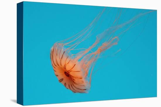 Japanese Sea Nettle-Hal Beral-Stretched Canvas