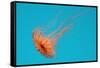 Japanese Sea Nettle-Hal Beral-Framed Stretched Canvas