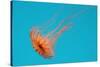 Japanese Sea Nettle-Hal Beral-Stretched Canvas