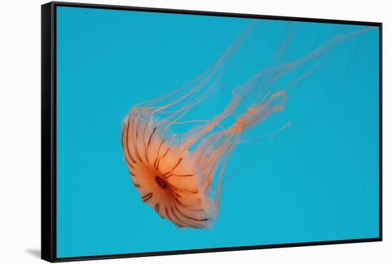 Japanese Sea Nettle-Hal Beral-Framed Stretched Canvas