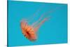 Japanese Sea Nettle-Hal Beral-Stretched Canvas
