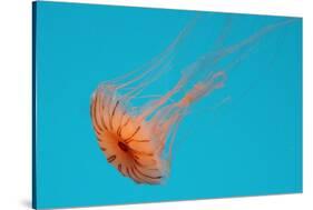 Japanese Sea Nettle-Hal Beral-Stretched Canvas