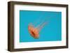 Japanese Sea Nettle-Hal Beral-Framed Premium Photographic Print