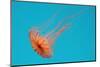 Japanese Sea Nettle-Hal Beral-Mounted Premium Photographic Print