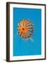 Japanese Sea Nettle-Hal Beral-Framed Photographic Print