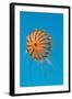 Japanese Sea Nettle-Hal Beral-Framed Photographic Print