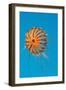 Japanese Sea Nettle-Hal Beral-Framed Photographic Print