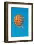 Japanese Sea Nettle-Hal Beral-Framed Photographic Print