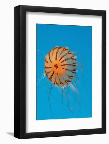 Japanese Sea Nettle-Hal Beral-Framed Photographic Print