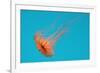 Japanese Sea Nettle-Hal Beral-Framed Photographic Print