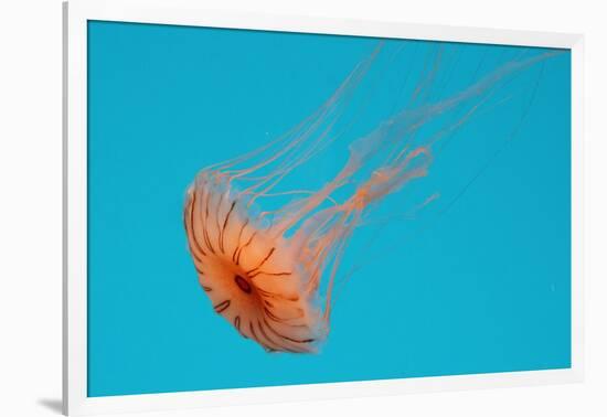 Japanese Sea Nettle-Hal Beral-Framed Photographic Print