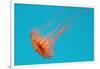 Japanese Sea Nettle-Hal Beral-Framed Photographic Print