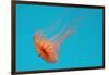 Japanese Sea Nettle-Hal Beral-Framed Photographic Print