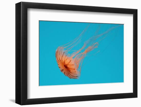 Japanese Sea Nettle-Hal Beral-Framed Photographic Print