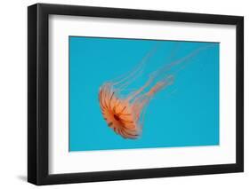 Japanese Sea Nettle-Hal Beral-Framed Photographic Print