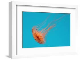 Japanese Sea Nettle-Hal Beral-Framed Photographic Print