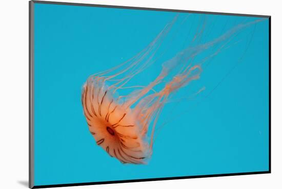 Japanese Sea Nettle-Hal Beral-Mounted Photographic Print