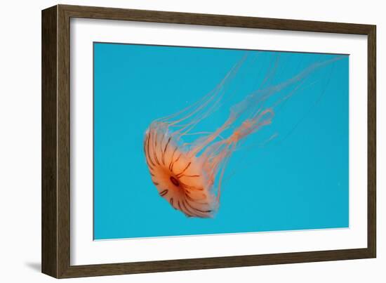 Japanese Sea Nettle-Hal Beral-Framed Photographic Print