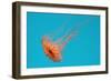 Japanese Sea Nettle-Hal Beral-Framed Photographic Print