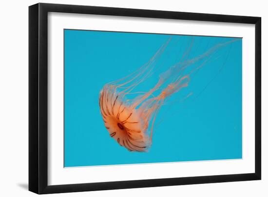 Japanese Sea Nettle-Hal Beral-Framed Photographic Print